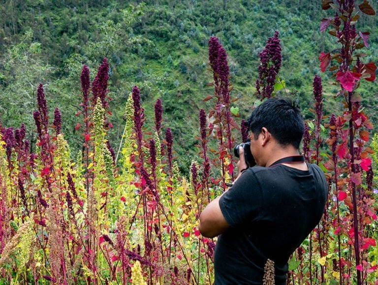 Aficionado a la fotografía saca algunas fotos de un cultivo de quinoa.