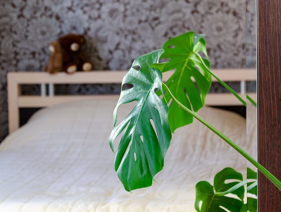 Las mejores plantas purificadoras del aire: Plantas de interior que limpian el aire de tu casa
