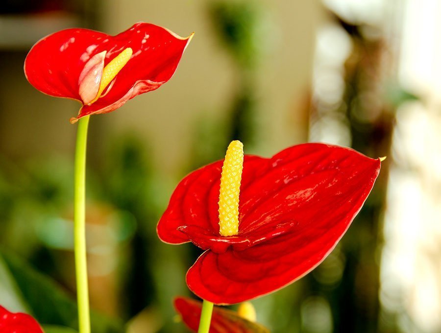 Flores rojas de una planta de anturios.