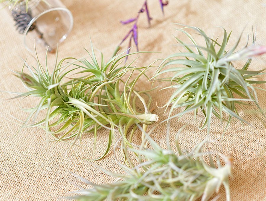 Varias plantas Tillandsia sobre un mantel listas para colocar en macetas de cristal.