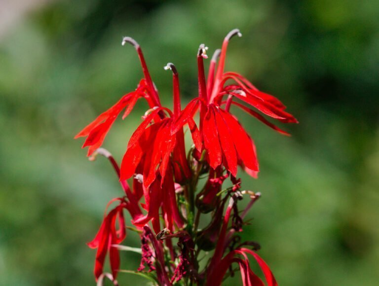 Una flor Lobelia Cardinalis de color rojo.