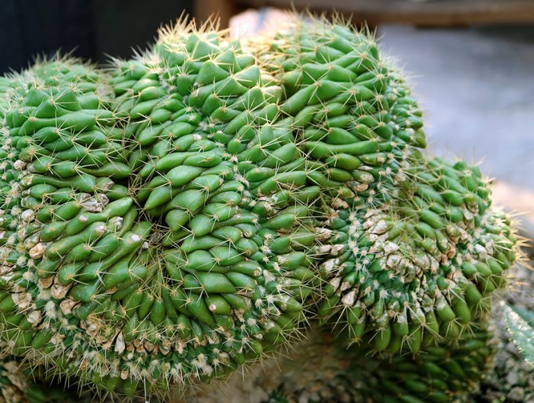 Un Cactus Cerebro de color verde y gran tamaño.