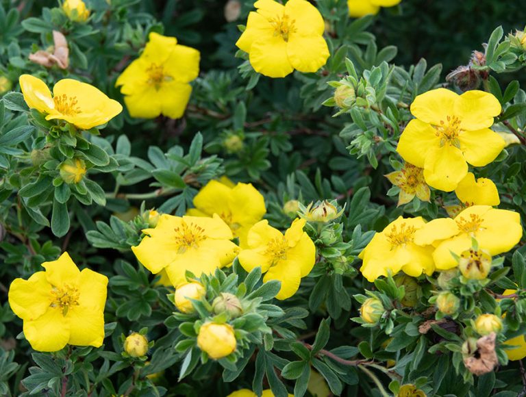 Una Cinquefoil arbustiva llena de flores amarillas.