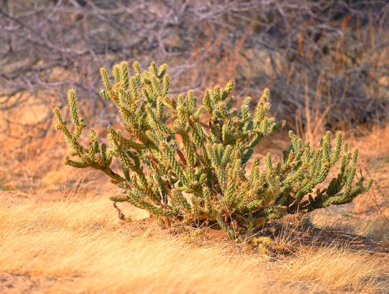 Un cactus Cylindropuntia creciendo en el desierto.