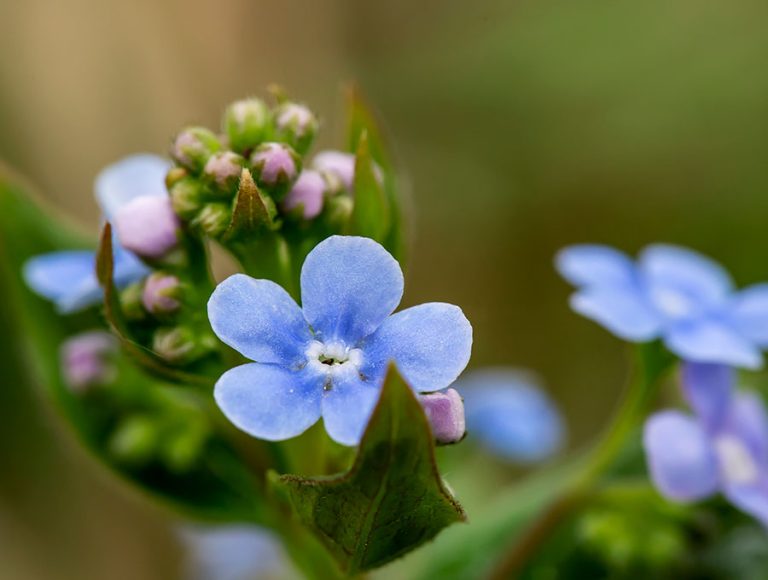 Una planta Brunnera Macrophylla con flores azules.