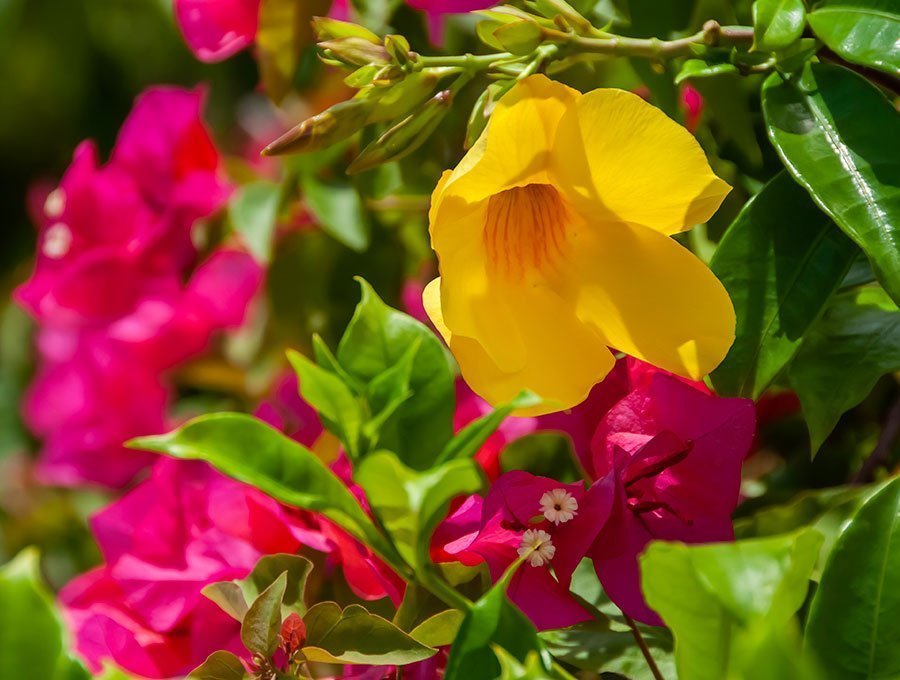 Esta alamanda tiene flores amarillas y de color rosa. Son dos variedades en un mismo jardín.