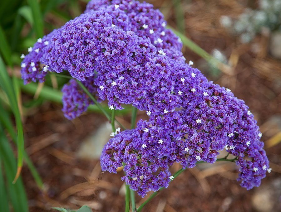 Planta de limonium llena de flores violetas.