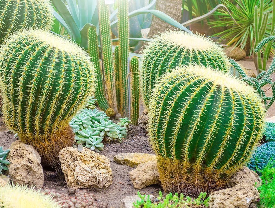 Un patio trasero decorado con un estilo de cactus del desierto.