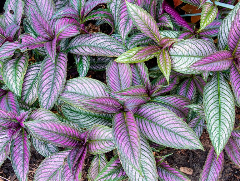 Las hojas de una plantade Strobilanthes Dyerianus con tonos violetas y verdes.