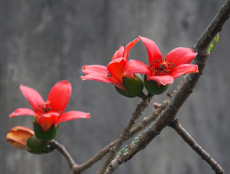 Flores rojas de un árbol de ceiba.
