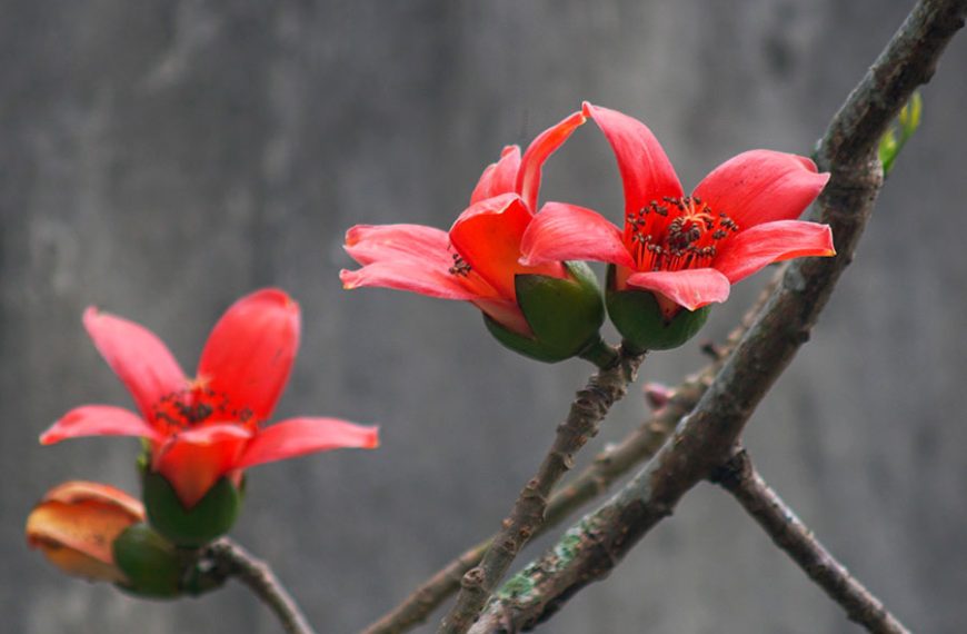 Flores rojas de un árbol de ceiba.