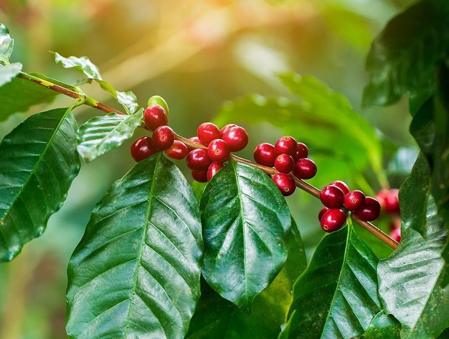 Rama de planta de café cargada de frutos maduros.
